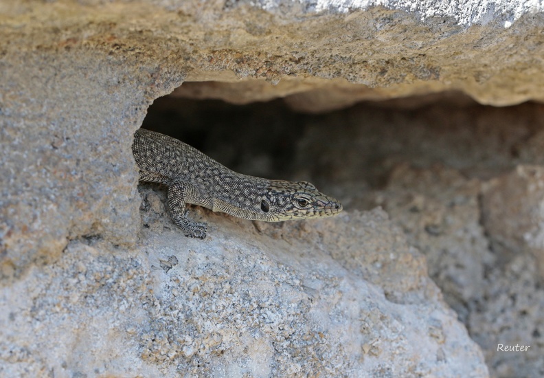 Dalmatinische Spitzkopfeidechse (Dalmatolacerta oxycephala)